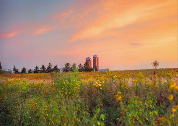 Golden Silos Photo Print by Hallie Bear