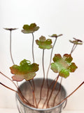 Five Petal Copper Flower - Enamel by Annabelle Noel Designs
