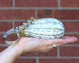 Aspen Pumpkins and Gourds by Corey Silverman