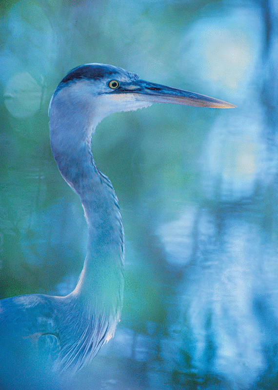 Great Blue Heron Blank Card from Artists to Watch