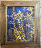 Fall Florals II Framed Photo Art By Hallie Bear