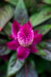 Celosia Flamingo Photo Print by Hallie Bear