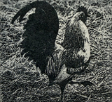 Crowing 3/25 by Nancy Lindsay