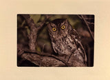 Whisked Screech Owl Greeting Card by Tony Moline