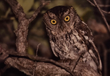 Whisked Screech Owl Greeting Card by Tony Moline