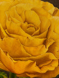 Yellow Rose by Lynn Berg