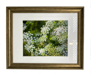 Queen Anne Framed Photo Art By Hallie Bear