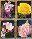 Begonia by Lynn Berg