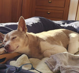 Sleeping Dog 4" x 4" Tile by Whistling Frog