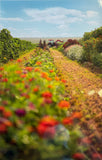 Flower Farm Photo Print by Hallie Bear