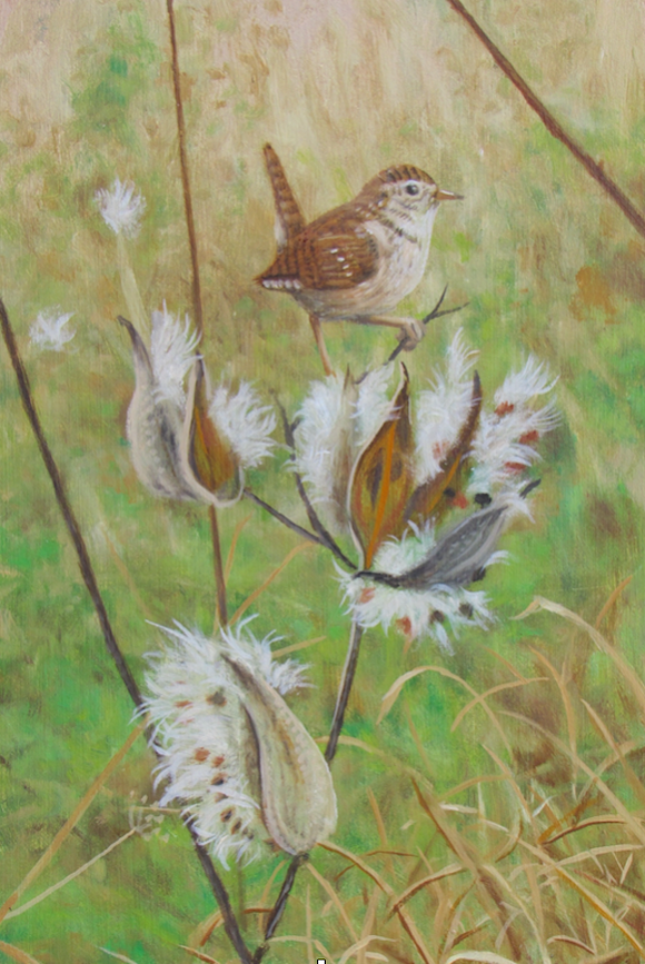 Milkweed Wren by John McGee