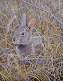 Patrick Marsh Bunny by John McGee