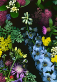 Deb Stoner: Flora Boxed Notecard Assortment