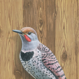 Northern Flicker Woodpecker Reproduction by Emily Uchytil