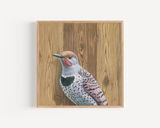 Northern Flicker Woodpecker Reproduction by Emily Uchytil