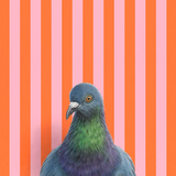 Pigeon Reproduction by Emily Uchytil
