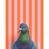 Pigeon Reproduction by Emily Uchytil