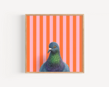 Pigeon Reproduction by Emily Uchytil