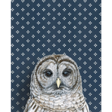 Barred Owl Reproduction by Emily Uchytil