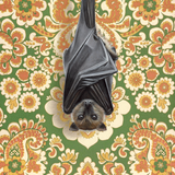 Bat Reproduction by Emily Uchytil