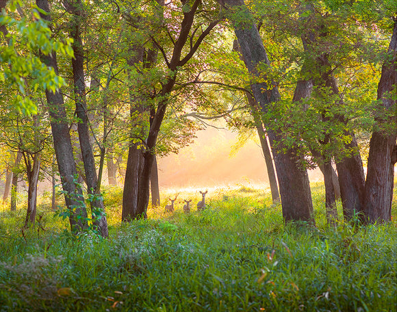 White-tail Morning Photo Print by Hallie Bear