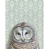 Barred Owl Blank Greeting Card by Emily Uchytil