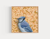 Bluejay Reproduction by Emily Uchytil