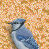 Bluejay Reproduction by Emily Uchytil