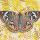 Buckeye Butterfly Blank Greeting Card by Emily Uchytil