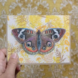 Buckeye Butterfly Blank Greeting Card by Emily Uchytil