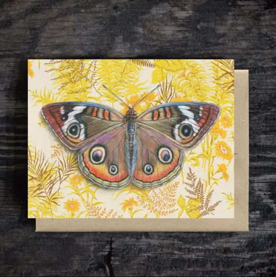 Buckeye Butterfly Blank Greeting Card by Emily Uchytil