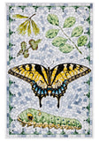 David Cohen: Butterflies Boxed Notecard Assortment