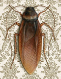 Cockroach Blank Greeting Card by Emily Uchytil