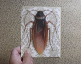 Cockroach Blank Greeting Card by Emily Uchytil