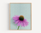 Coneflower Reproduction by Emily Uchytil