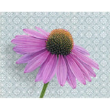 Coneflower Blank Greeting Card by Emily Uchytil
