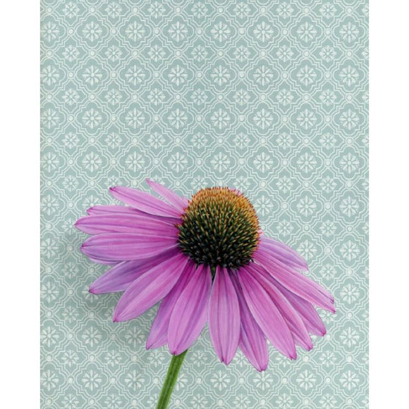 Coneflower Reproduction by Emily Uchytil