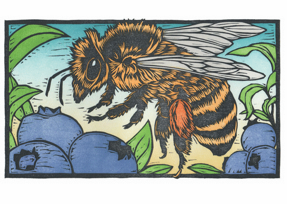 Blueberry Bee Blank Card from Artists to Watch