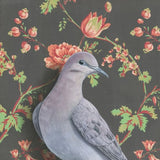 Mourning Dove Reproduction by Emily Uchytil