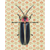 Firefly Reproduction by Emily Uchytil