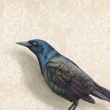 Grackle Reproduction by Emily Uchytil