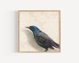 Grackle Reproduction by Emily Uchytil