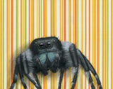 Jumping Spider Reproduction by Emily Uchytil