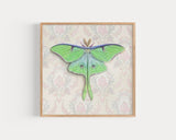 Luna Moth Reproduction by Emily Uchytil