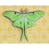 Luna Moth Blank Greeting Card by Emily Uchytil