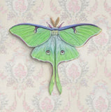 Luna Moth Reproduction by Emily Uchytil