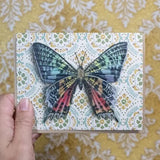 Madagascar Sunset Moth Blank Greeting Card by Emily Uchytil