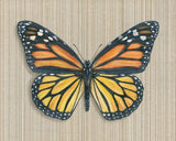 Monarch Butterfly Reproduction by Emily Uchytil