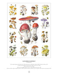 Alexander Viazmensky: Mushrooms 1000-Piece Jigsaw Puzzle