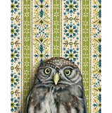 Pygmy Owl Reproduction by Emily Uchytil
